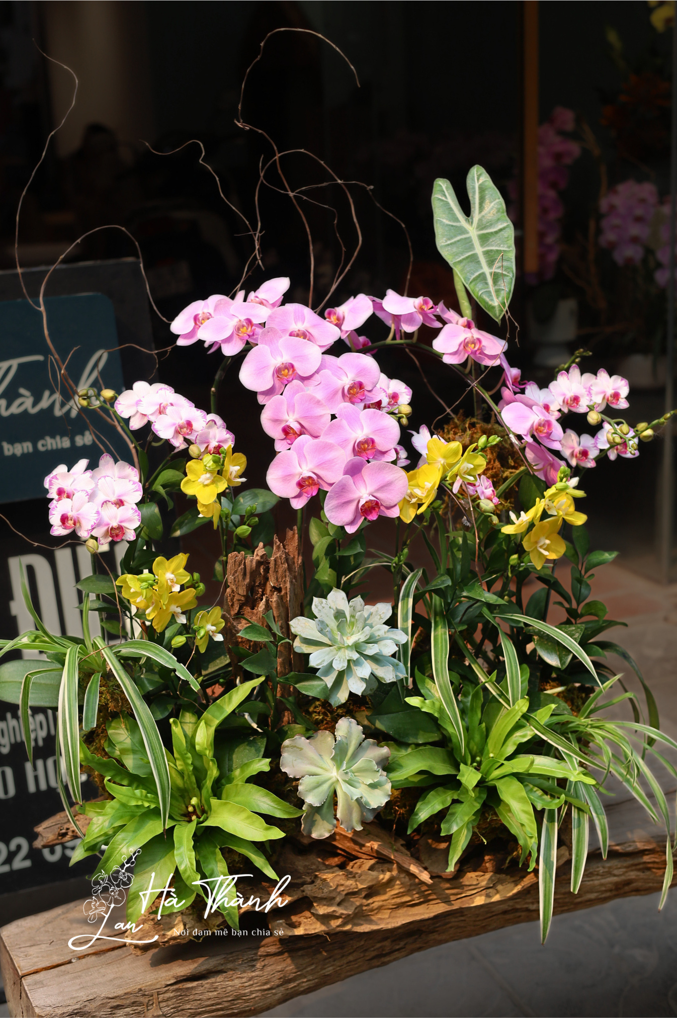 Chậu Lan Hồ Điệp tiểu cảnh hồng – trắng – vàng cao cấp | Lan Hà Thành